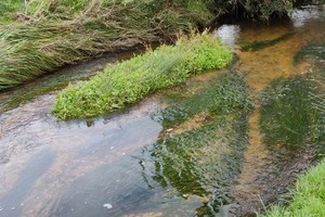 Здоровые грядки ранункулюсов на реке Гук в Дорсете