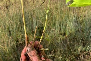 Рука держит корни растения