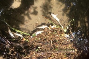 Мертвая рыба лежит на грязном дне реки